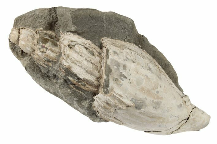 Miocene Gastropod (Musashia) Fossil In Situ - Oregon #189141